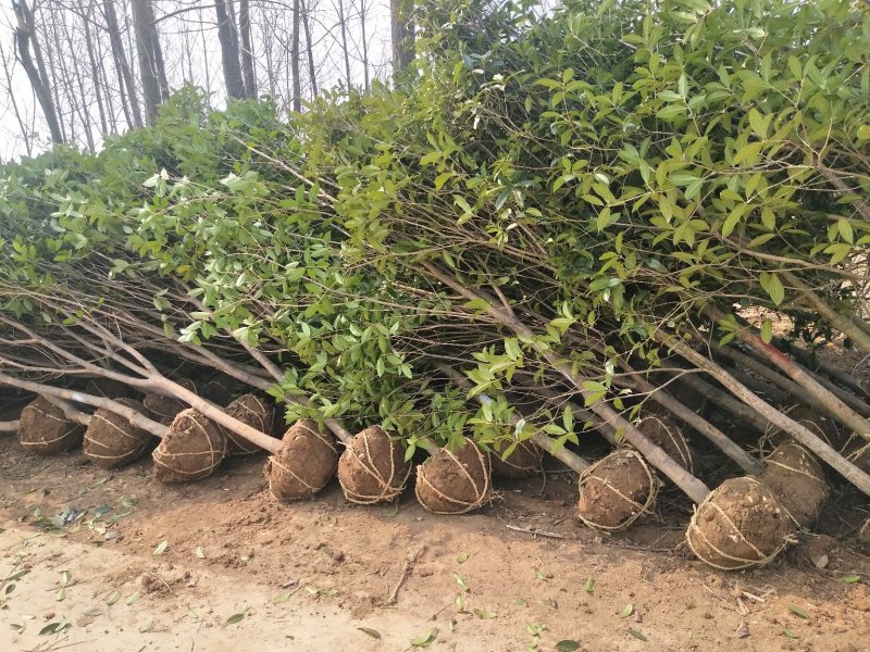 桂花树，丛生桂花树，单杆桂花树，河南省潢川县宏昌桂花直销