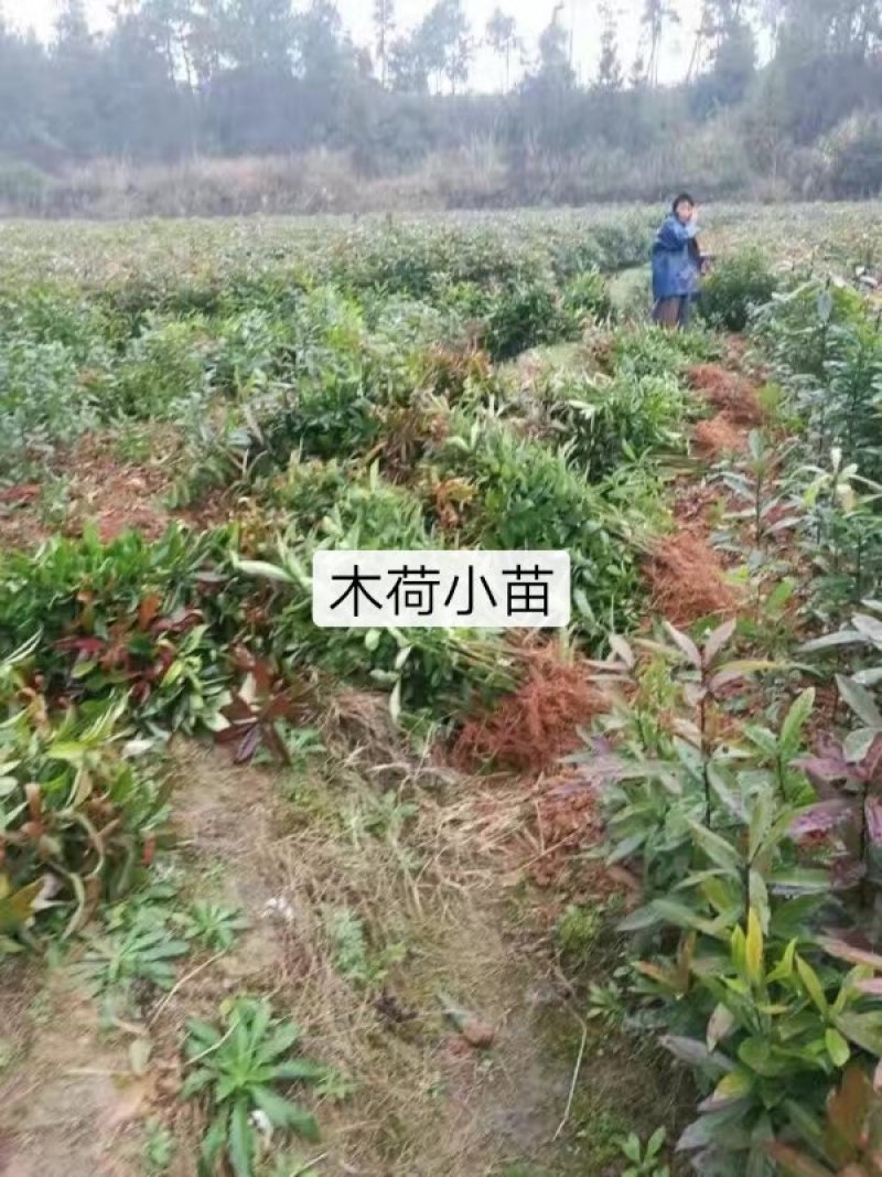 木荷杯苗，木荷小苗，3-12公分木荷，木荷5公分，木荷8