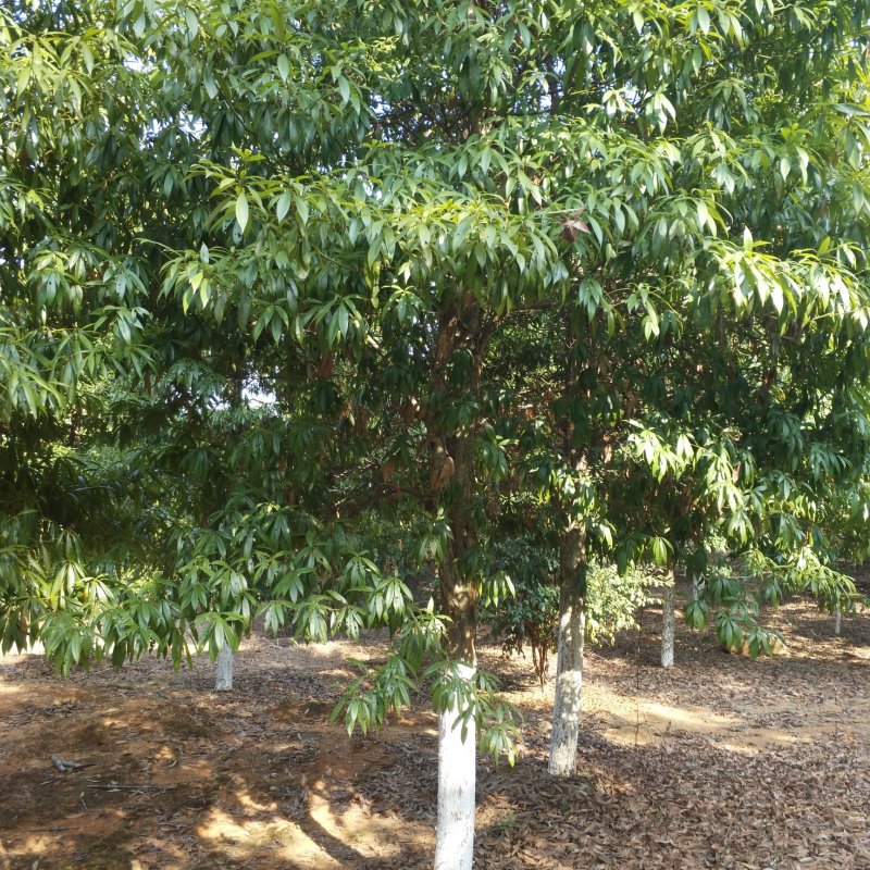 木荷杯苗，木荷小苗，3-12公分木荷，木荷5公分，木荷8