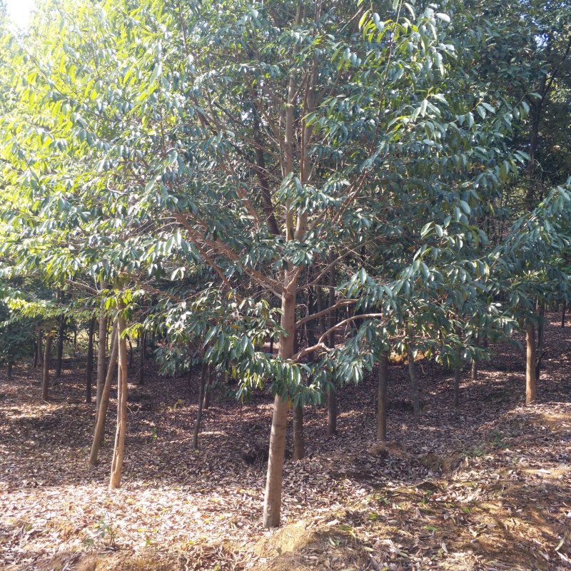 木荷杯苗，木荷小苗，3-12公分木荷，木荷5公分，木荷8