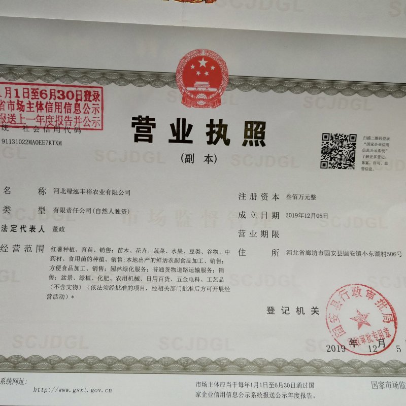 产地红薯苗基地，蜜薯苗，冰糖心薯苗，板栗薯苗——