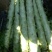 【荐】云南莴苣莴笋关杆带叶莴笋翠绿青皮青肉无空心欢迎咨询
