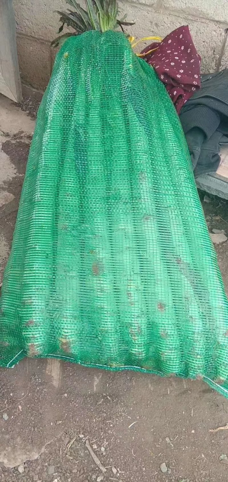 【荐】云南莴苣莴笋关杆带叶莴笋翠绿青皮青肉无空心欢迎咨询