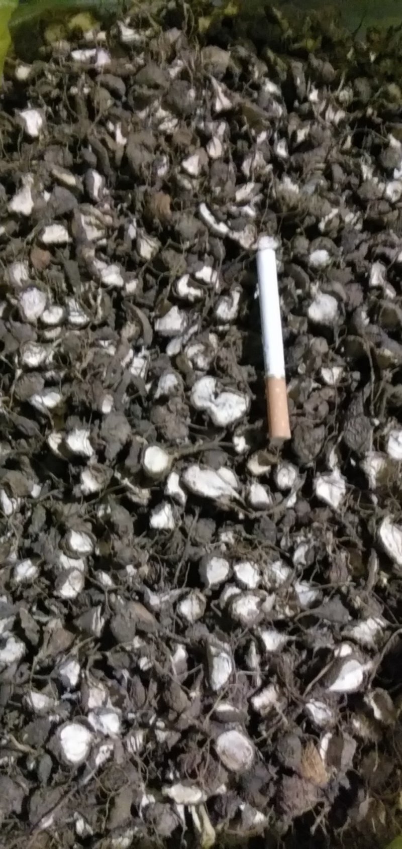 鸡头薯