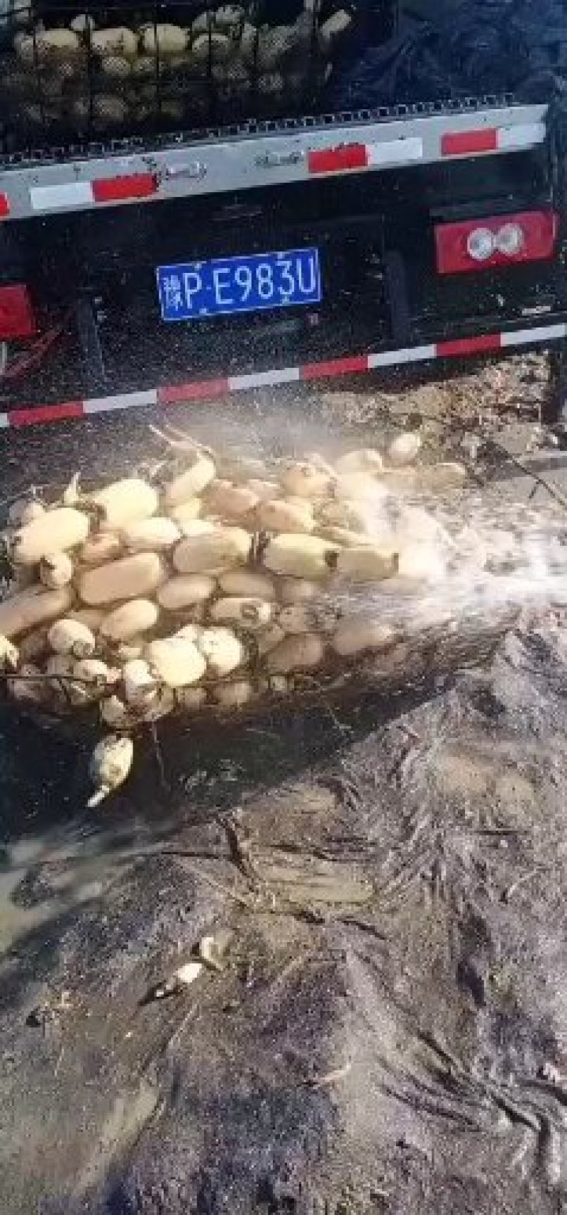 莲藕