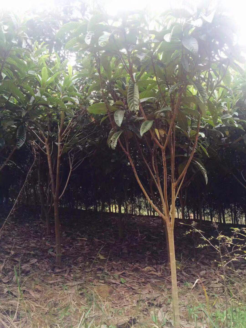 枇杷树工程绿化枇杷树价格美观