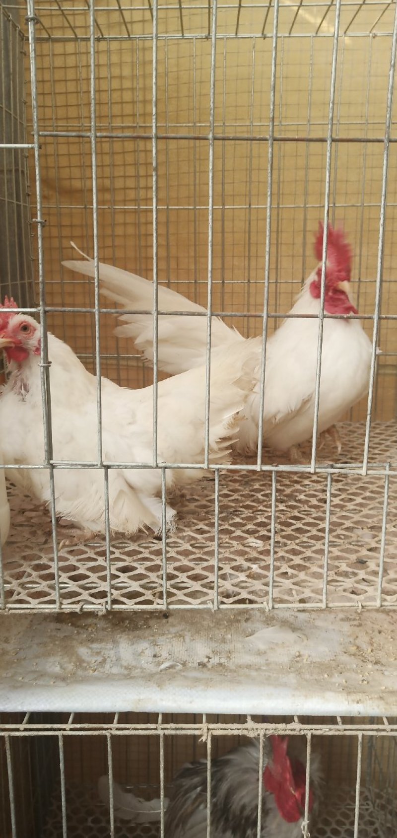 肉鸡特价销售中，诚信经营，包活包健康可以线上交易
