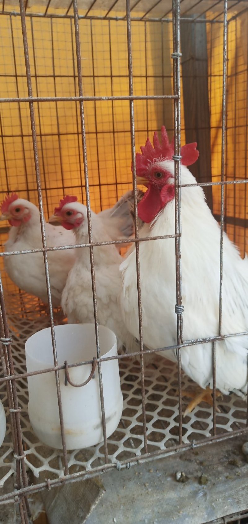 肉鸡特价销售中，诚信经营，包活包健康可以线上交易