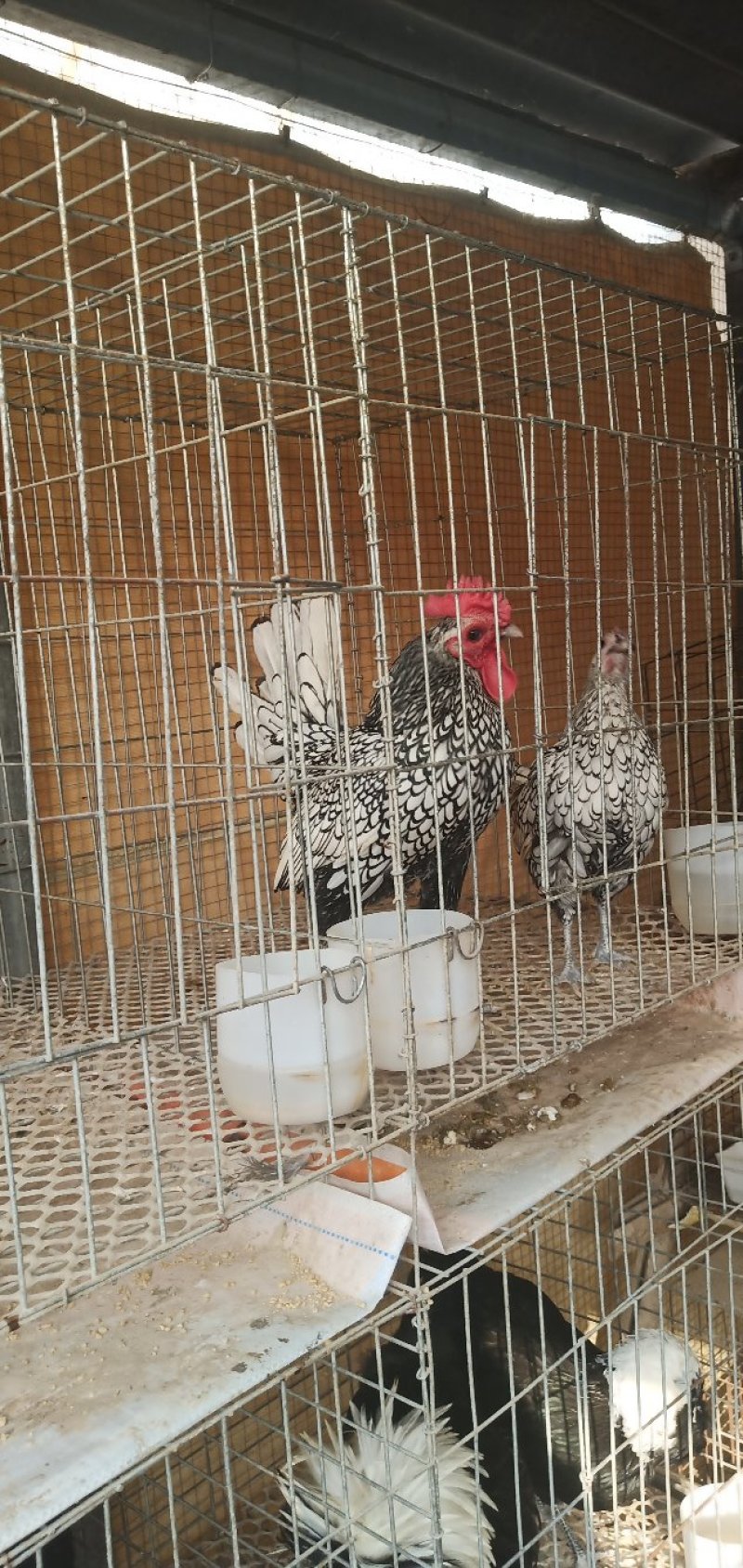 肉鸡特价销售中，诚信经营，包活包健康可以线上交易