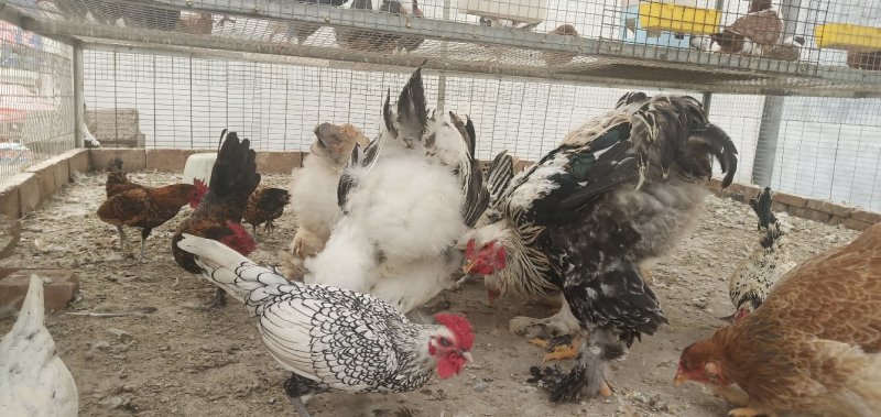 肉鸡特价销售中，诚信经营，包活包健康可以线上交易