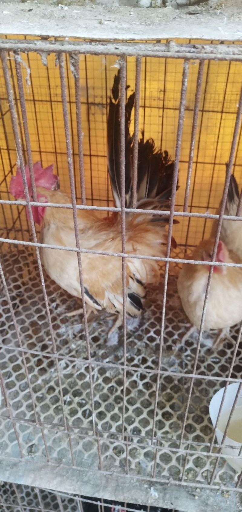 肉鸡特价销售中，诚信经营，包活包健康可以线上交易