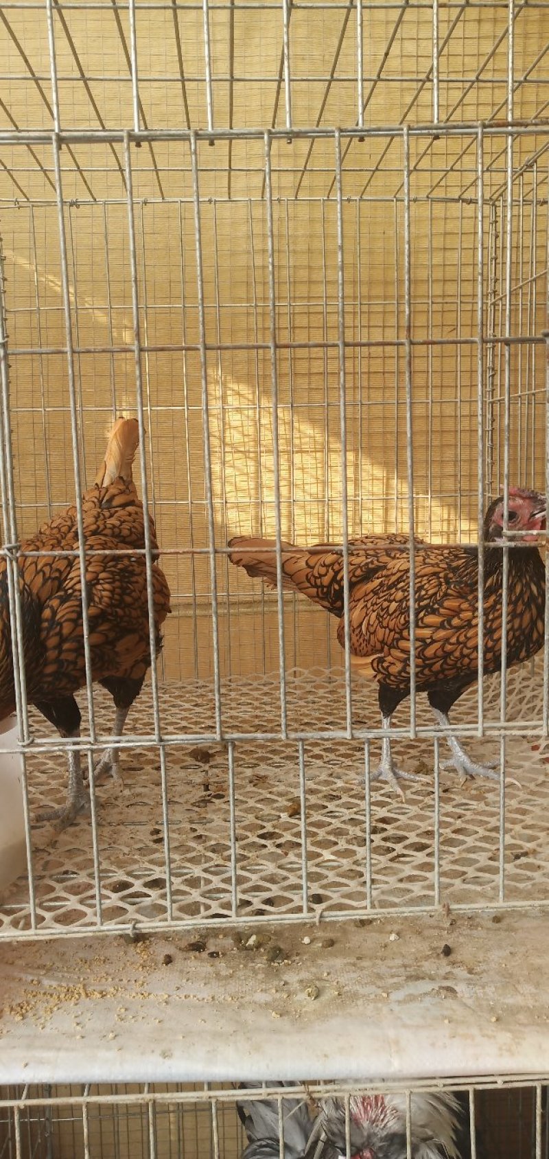 肉鸡特价销售中，诚信经营，包活包健康可以线上交易