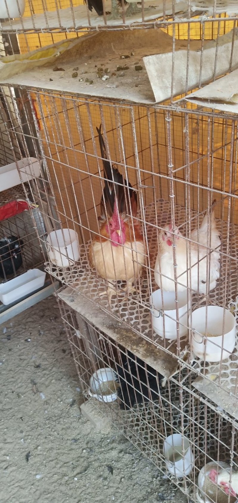 肉鸡特价销售中，诚信经营，包活包健康可以线上交易