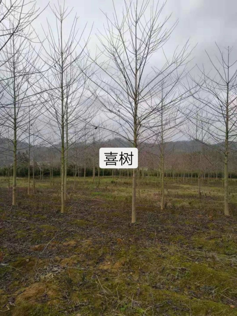 喜树5公分，8公分喜树，