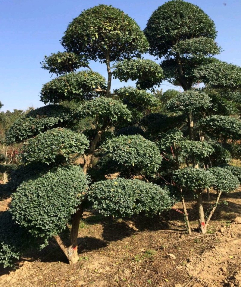 景观造型树，河南省潢川宏昌苗圃直销各种规格造型优美景观树