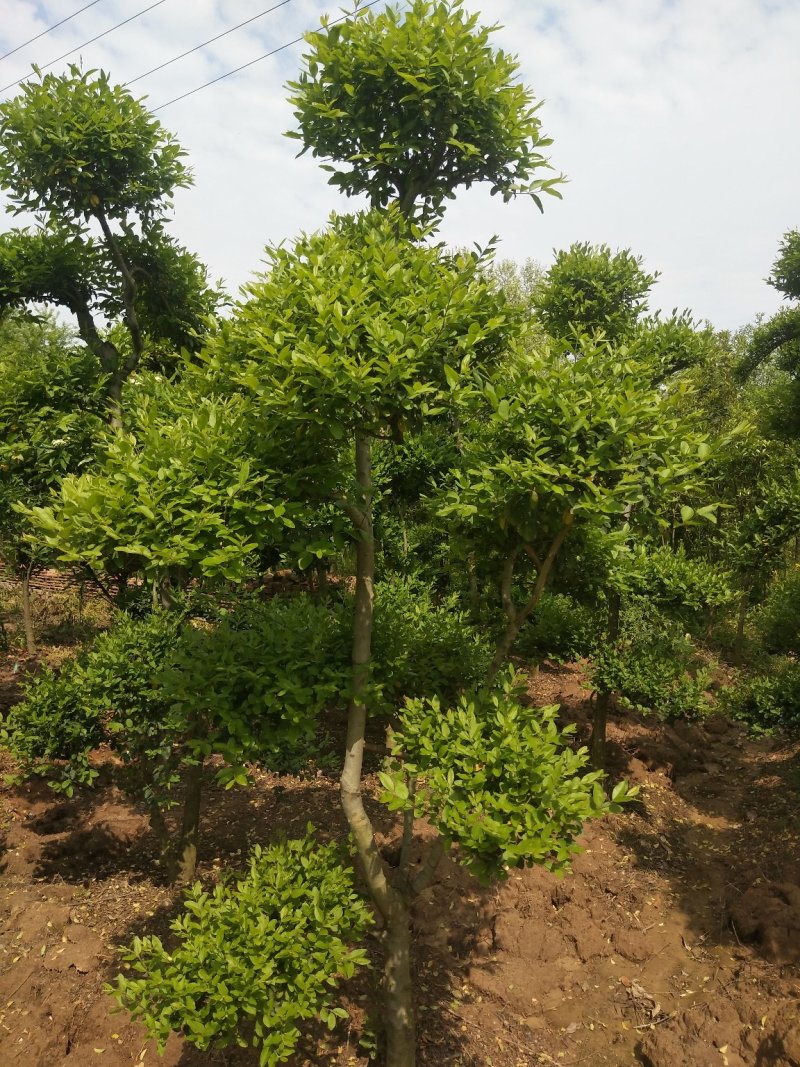 景观造型树，河南省潢川宏昌苗圃直销各种规格造型优美景观树