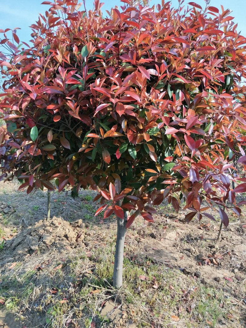 景观造型树，河南省潢川宏昌苗圃直销各种规格造型优美景观树