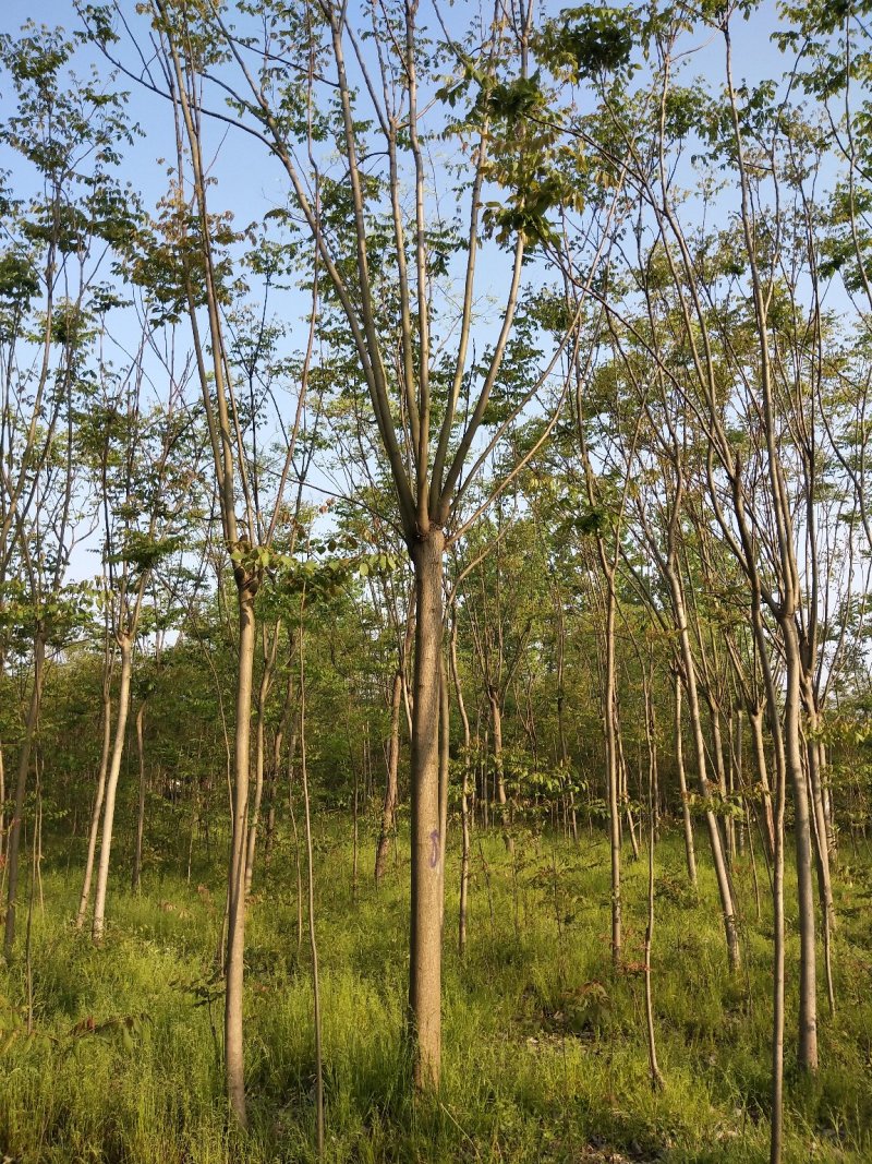 景观造型树，河南省潢川宏昌苗圃直销各种规格造型优美景观树