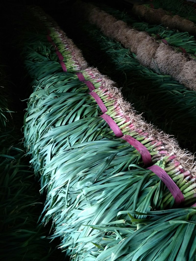 精品红根蒜苗大量上市根红叶绿物美价廉欢迎电话联系
