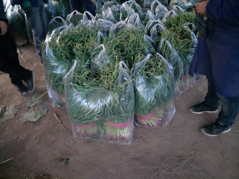 精品红根蒜苗大量上市根红叶绿物美价廉欢迎电话联系