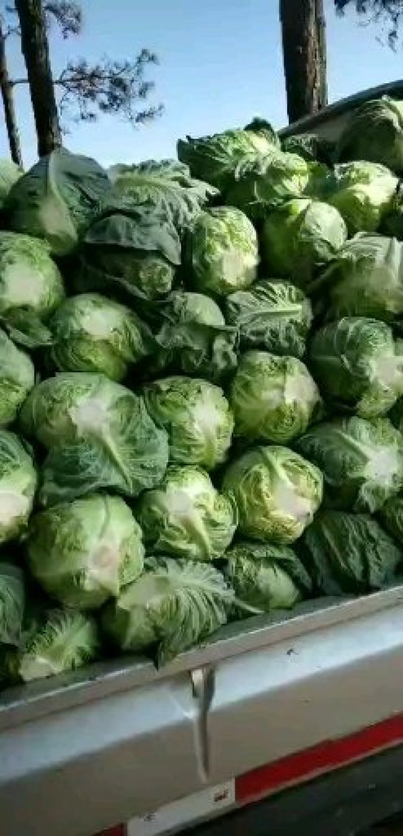 【甘蓝】牛心菜量大从优精品甘蓝产地直销
