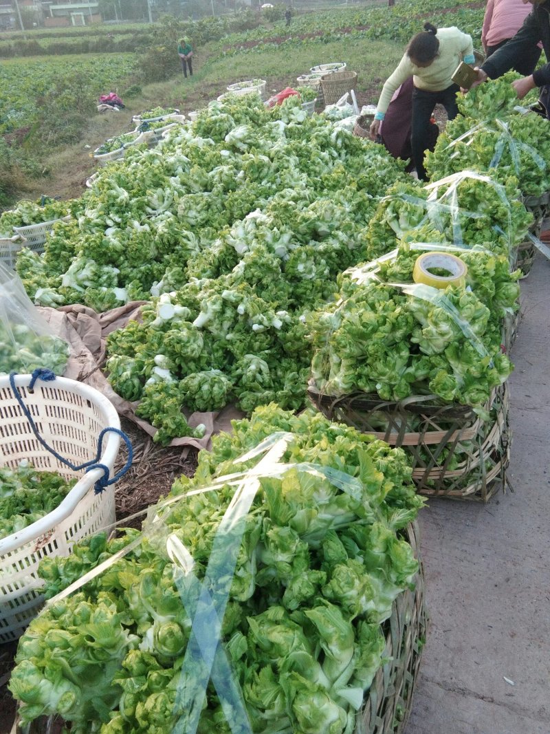 儿菜，棒菜，大头菜