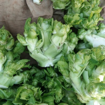 儿菜，棒菜，大头菜