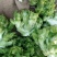 儿菜，棒菜，大头菜