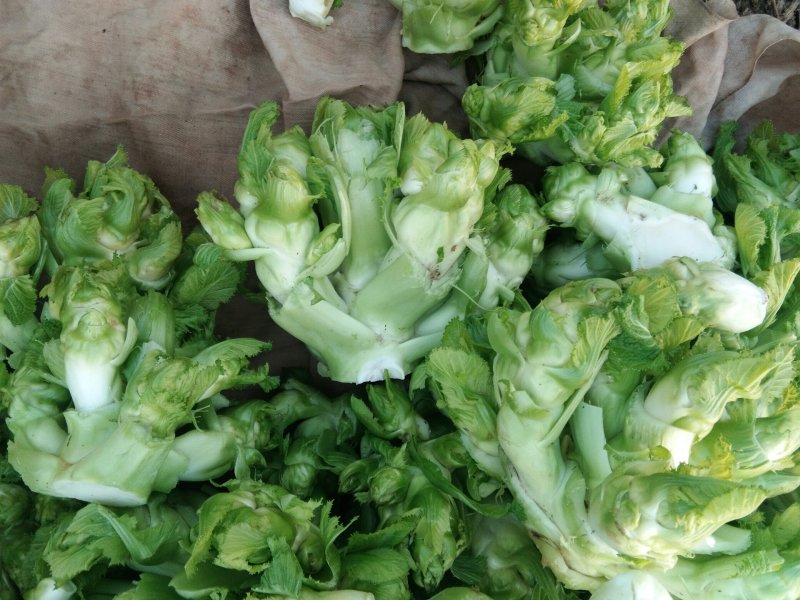 儿菜，棒菜，大头菜