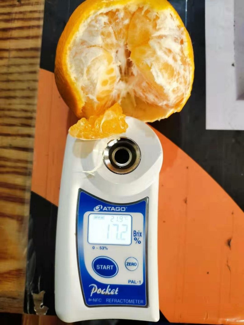 春见耙耙柑，纯甜化渣，汁多水份足，果肉细腻，品种纯正