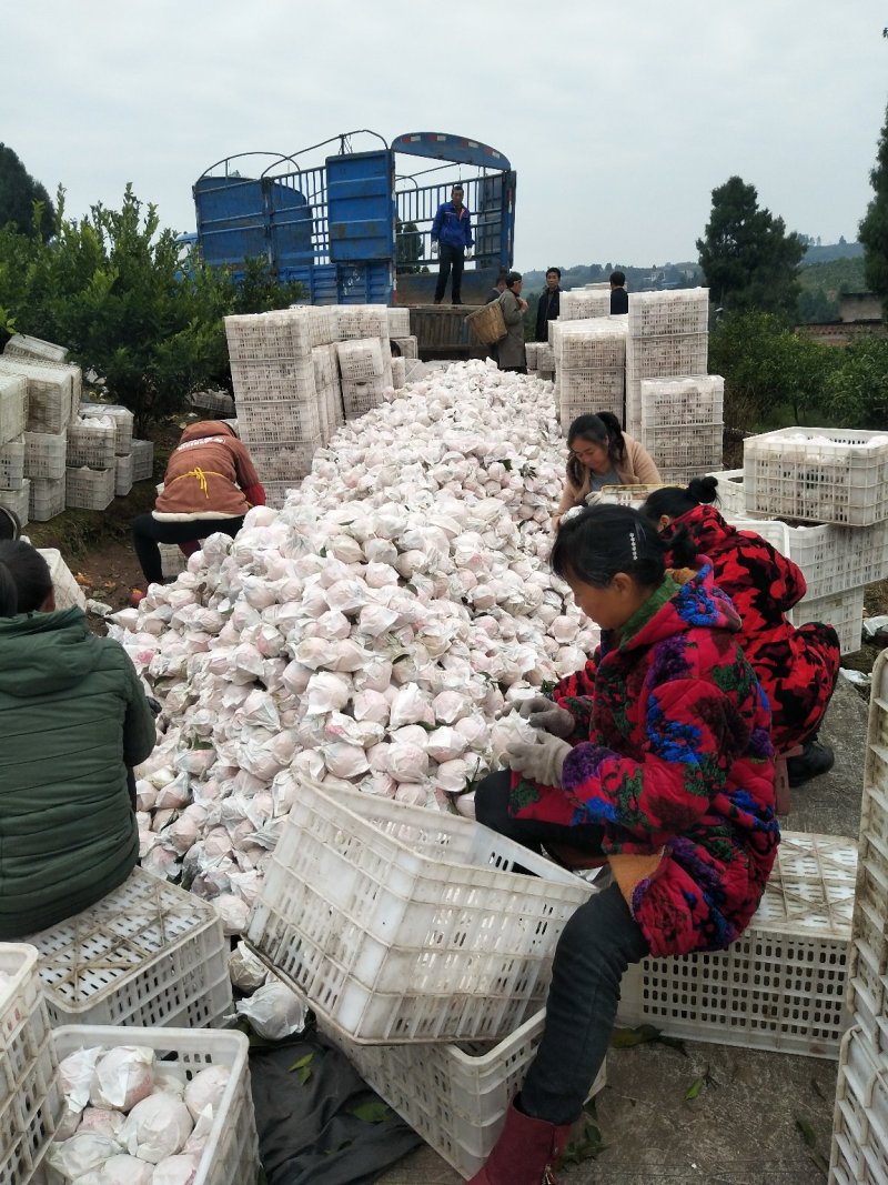 春见耙耙柑，纯甜化渣，汁多水份足，果肉细腻，品种纯正