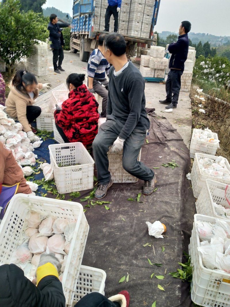 春见耙耙柑，纯甜化渣，汁多水份足，果肉细腻，品种纯正