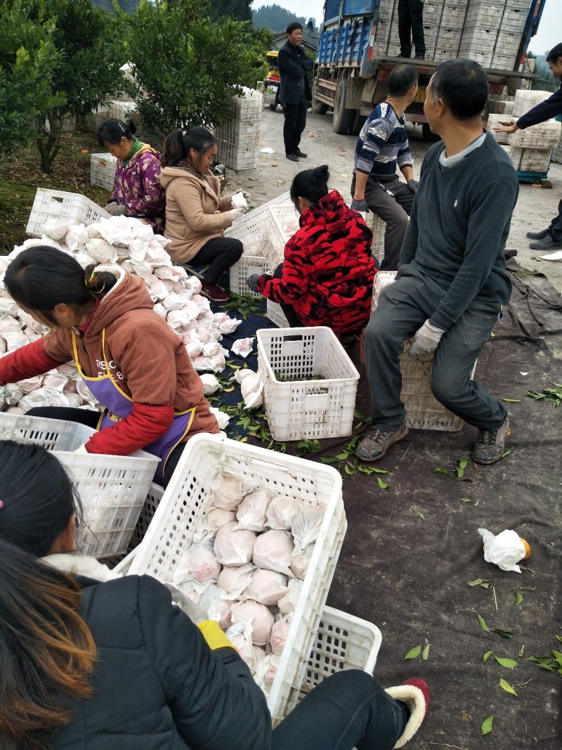 春见耙耙柑，纯甜化渣，汁多水份足，果肉细腻，品种纯正