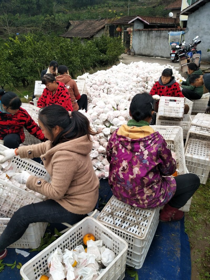 春见耙耙柑，纯甜化渣，汁多水份足，果肉细腻，品种纯正
