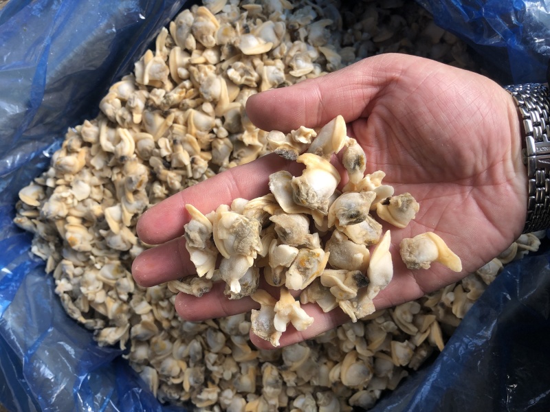 花蛤肉出口碎肉干冰无沙图片实拍大规格中规格