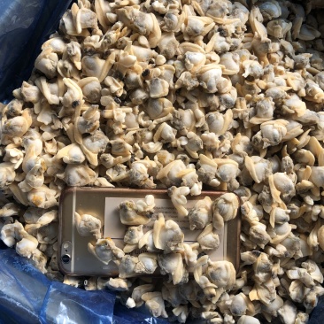 花蛤肉出口碎肉干冰无沙图片实拍大规格中规格