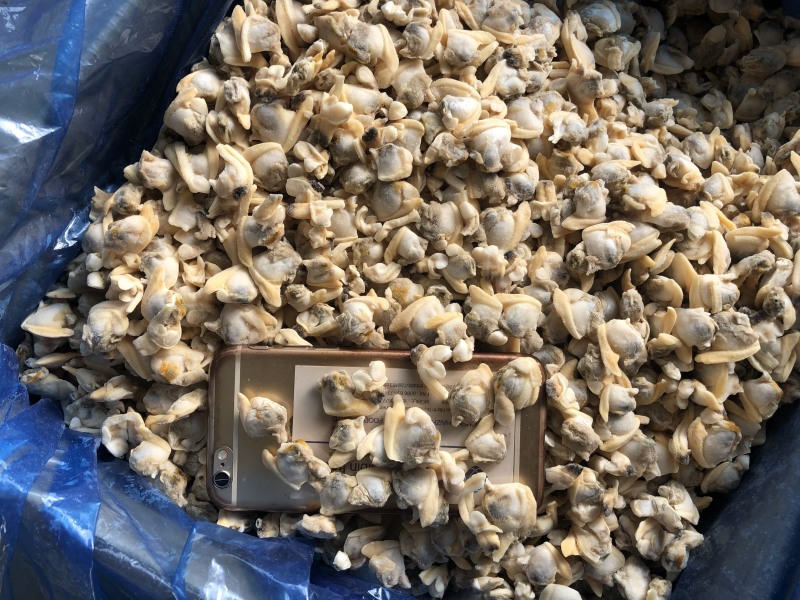 花蛤肉出口碎肉干冰无沙图片实拍大规格中规格