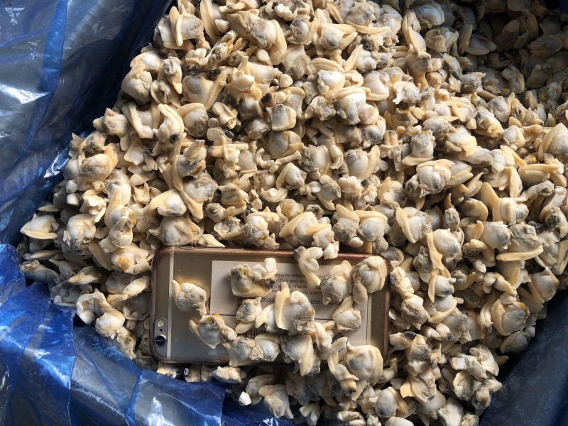 花蛤肉出口碎肉干冰无沙图片实拍大规格中规格
