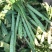 大理宾川贡菜粗度3-6cm长度40cm起步