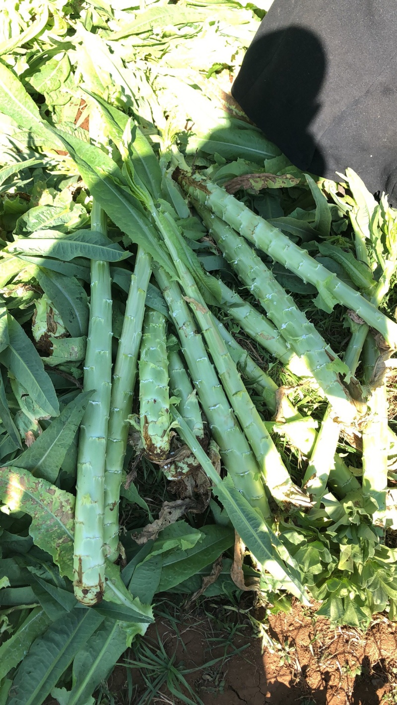 大理宾川贡菜粗度3-6cm长度40cm起步