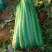 大理宾川贡菜粗度3-6cm长度40cm起步