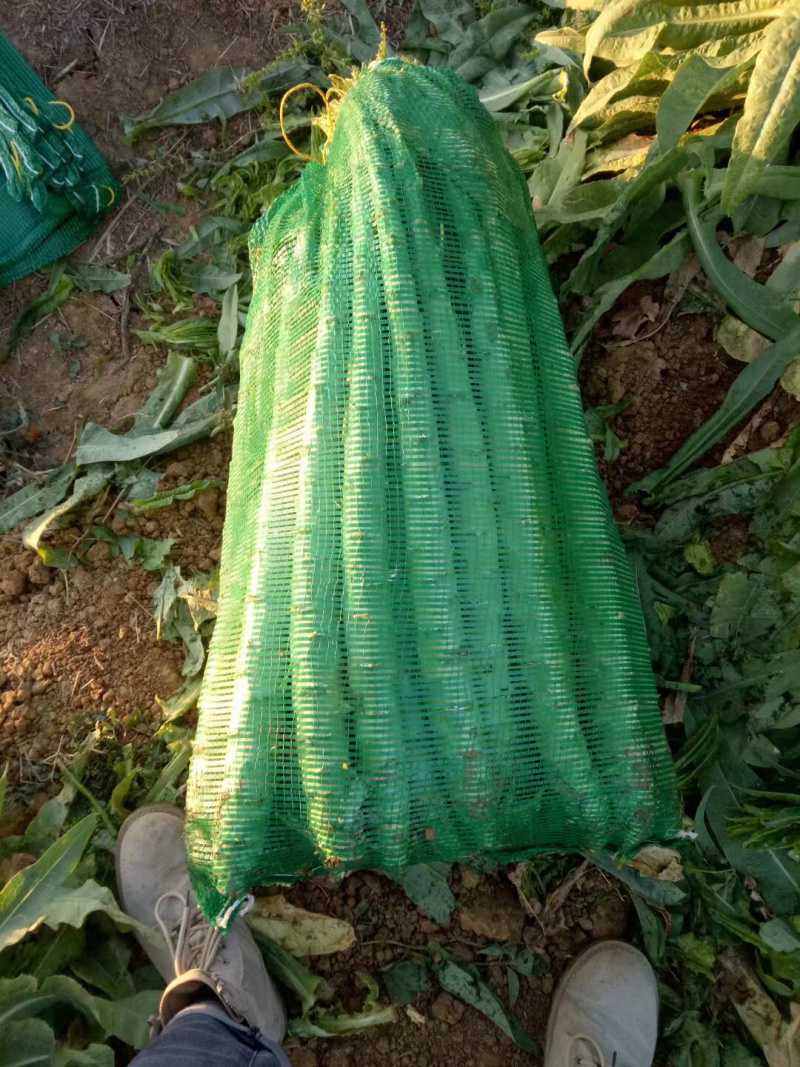大理宾川贡菜粗度3-6cm长度40cm起步