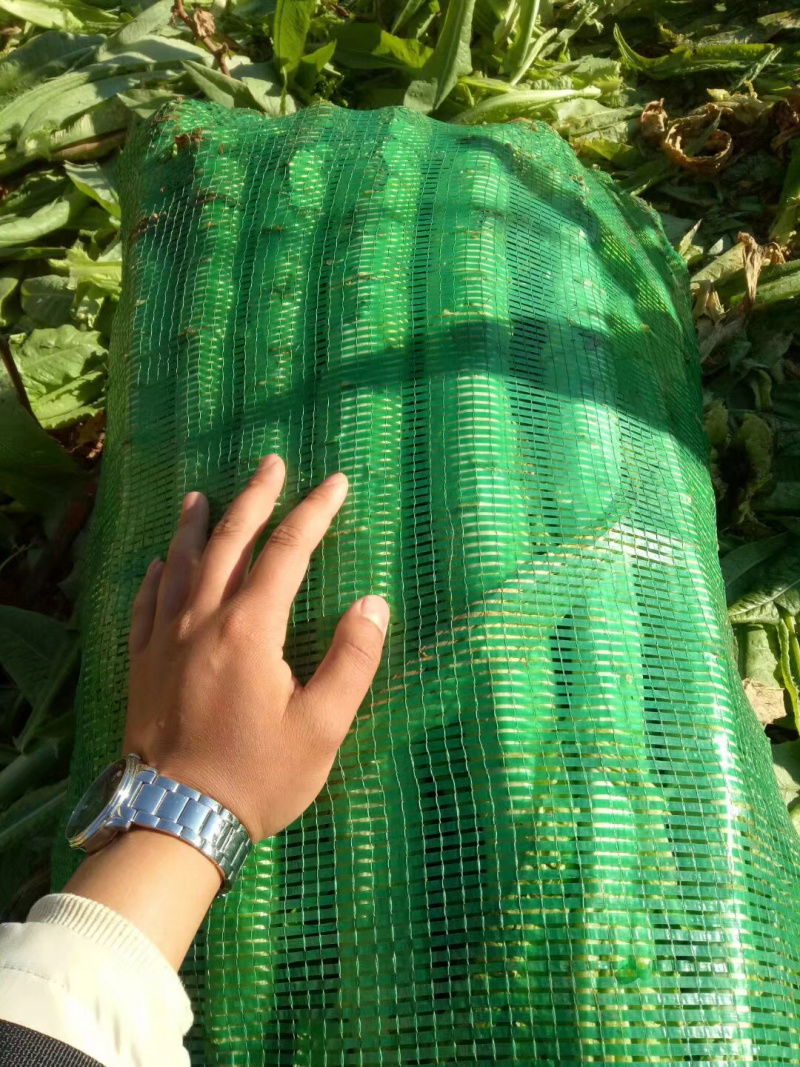 大理宾川贡菜粗度3-6cm长度40cm起步