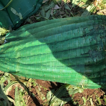 大理宾川贡菜粗度3-6cm长度40cm起步