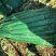 大理宾川贡菜粗度3-6cm长度40cm起步