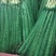 大理宾川贡菜粗度3-6cm长度40cm起步