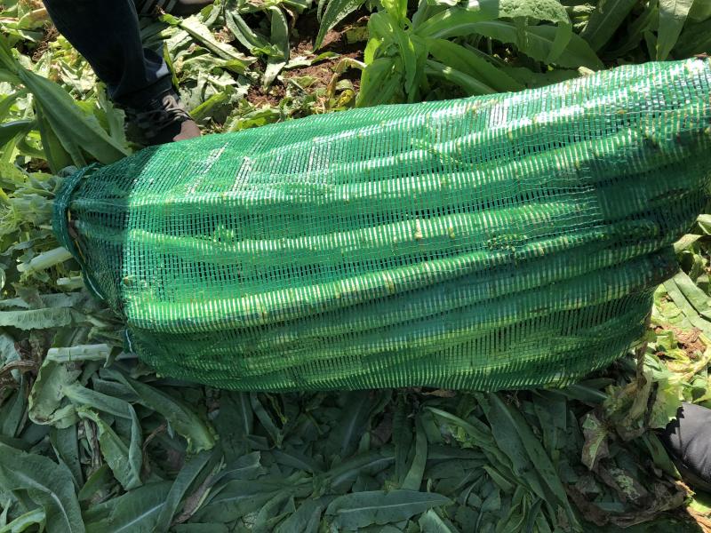 大理宾川贡菜粗度3-6cm长度40cm起步