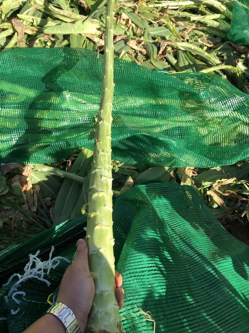 大理宾川贡菜粗度3-6cm长度40cm起步