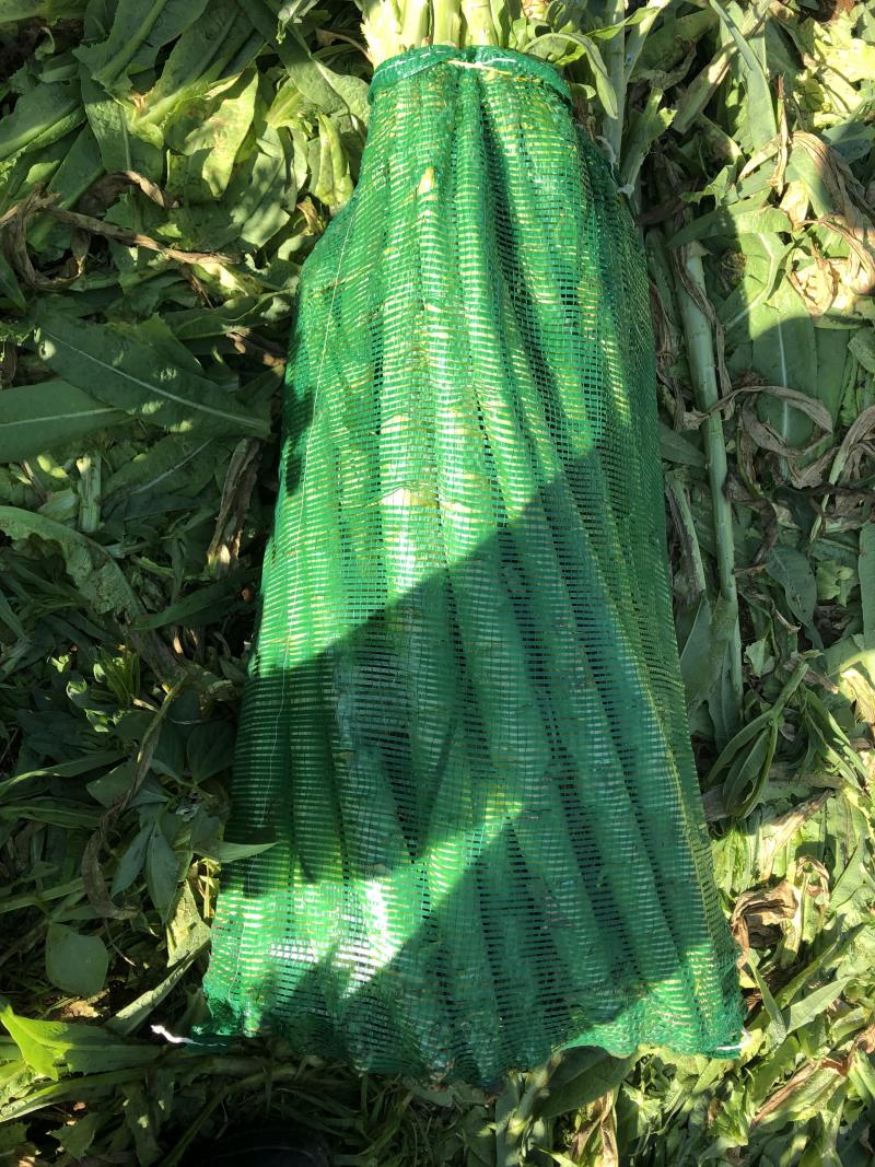 大理宾川贡菜粗度3-6cm长度40cm起步