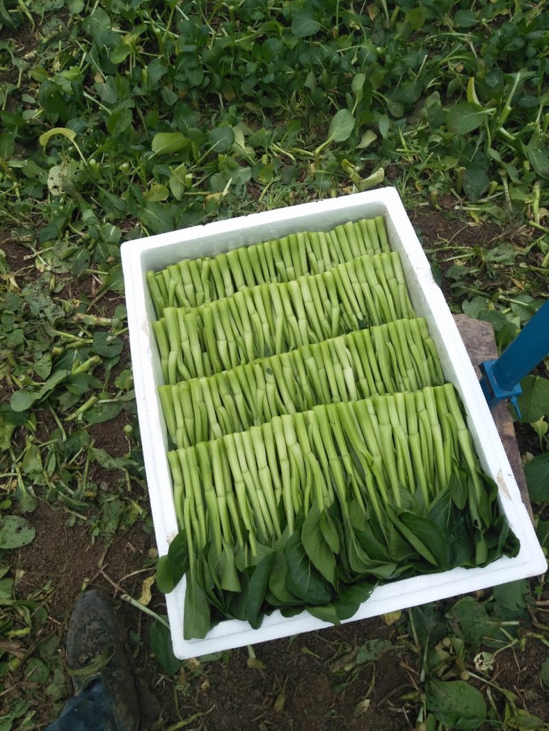 广东菜心